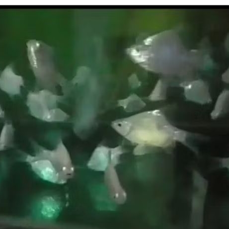 KAVIAT ALBINO SB UKURAN 4-5 CM