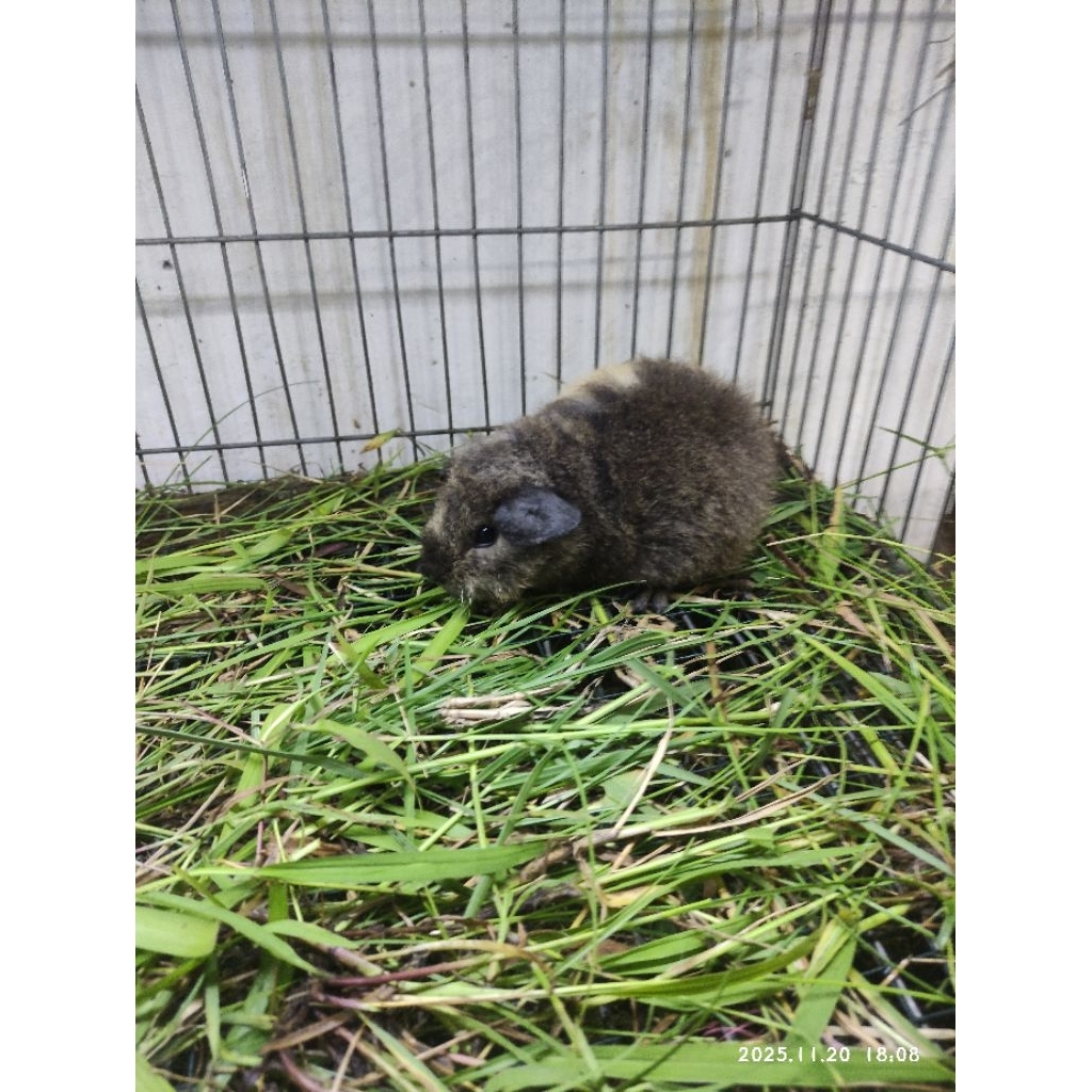 Marmut Hias Teddy California