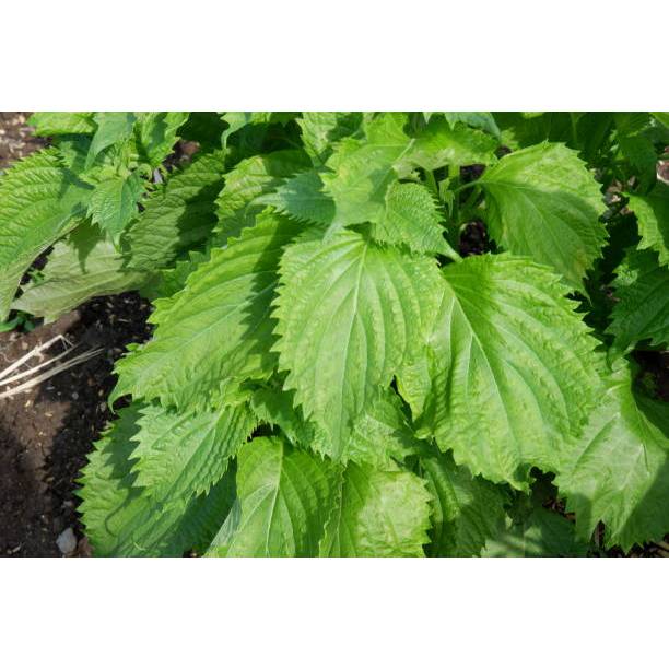 Biji Bibit Bibit Shiso Perilla