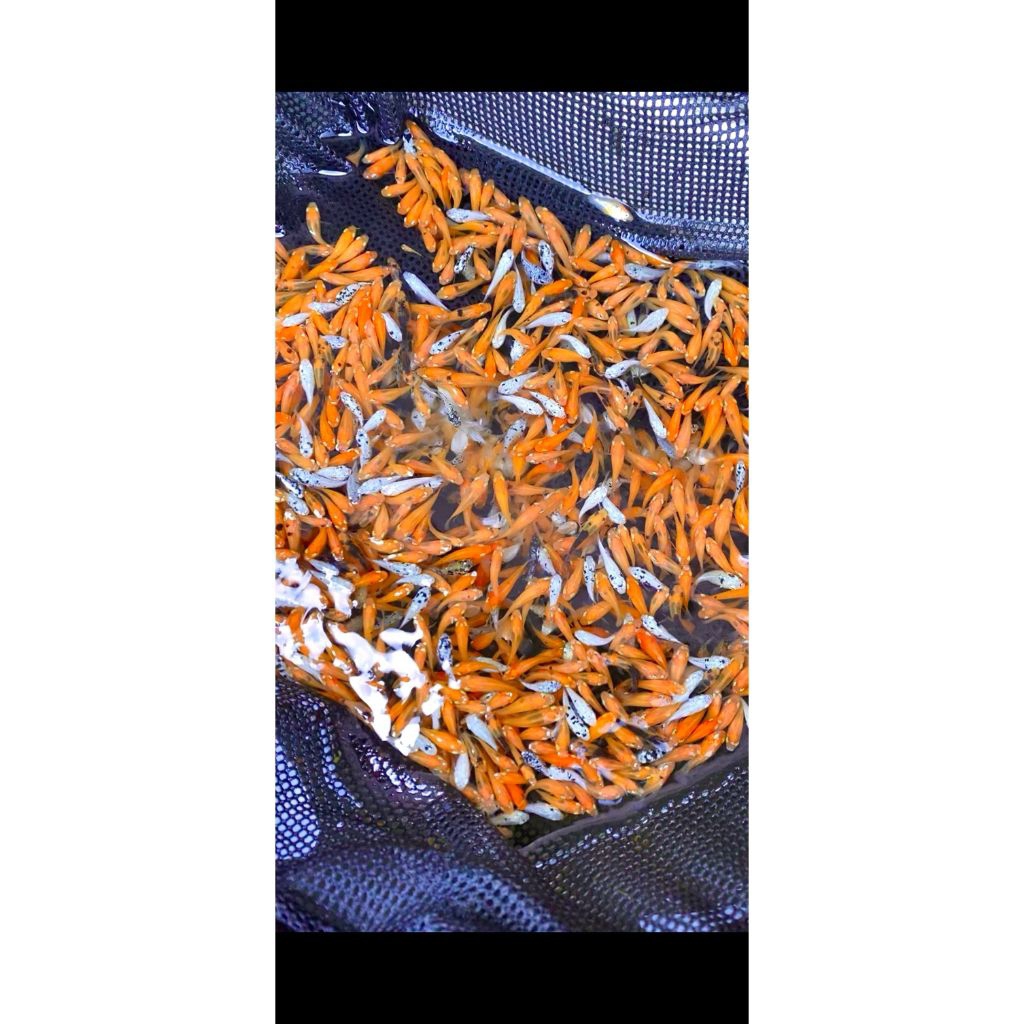 paket 100 ekor molly pakan campur perhiasan aquarium cantik