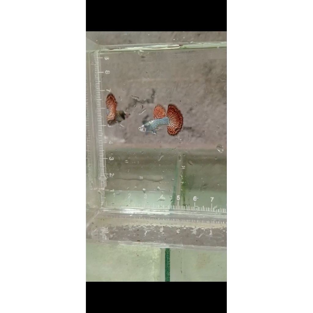Essen Guppy Red Dragon Halfmoon Gacorr