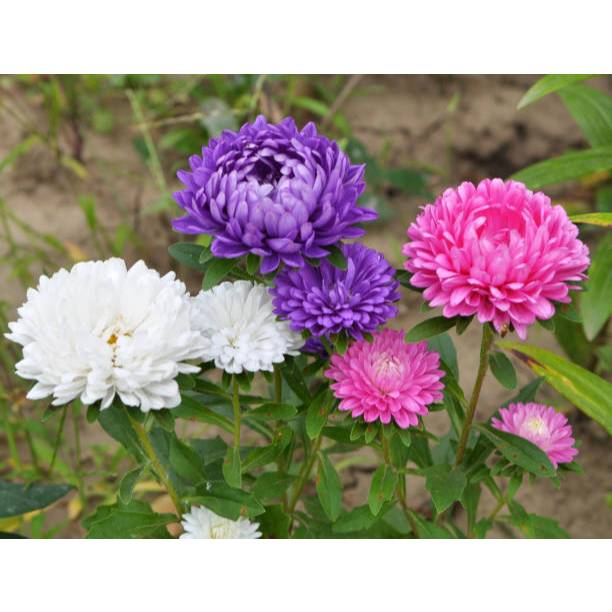 MURAH - BIBIT BUNGA ASTER