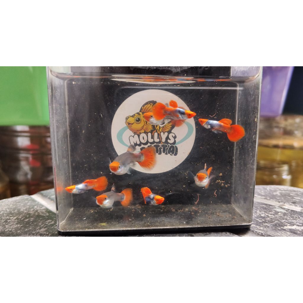 GUPPY PRTD KOI