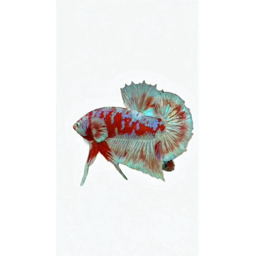 Gambar Ikan Cupang Barong Jantan Asli Ikan Untuk Aquarium