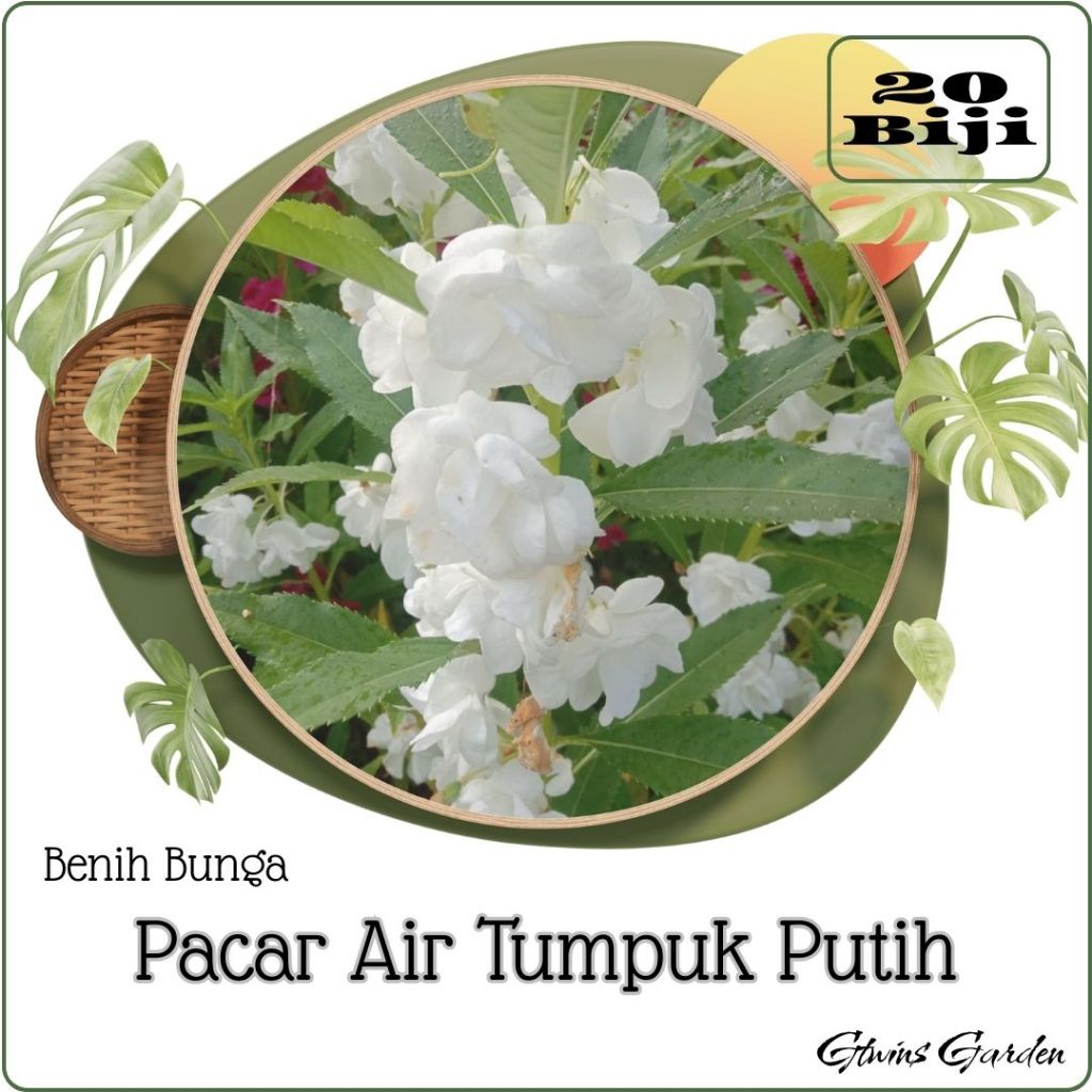 20 Benih Bunga Pacar Air Tumpuk Impatiens Balsamina Warna Putih