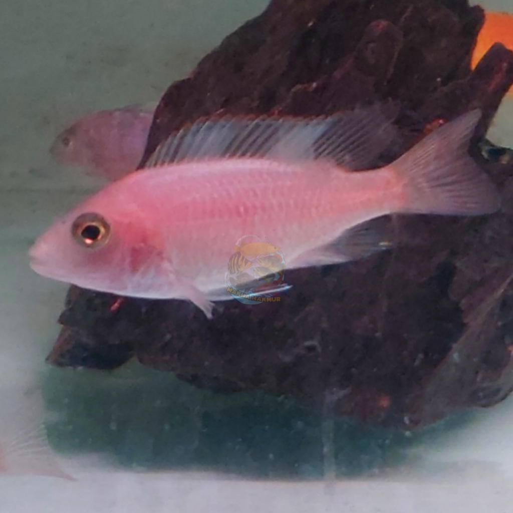 Cichlid Dragon Blood siklid