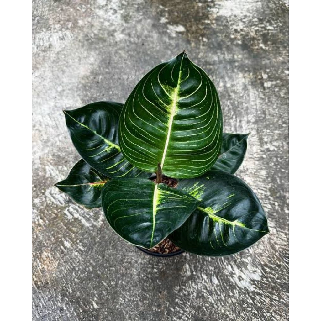 Aglonema Black Moonlight Gerhana