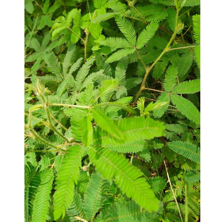 PUTRI MALU DAUN PUTRI MALU OBAT HERBAL fresh