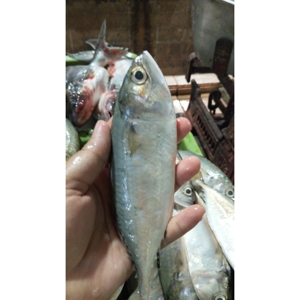 ikan kembung segar  1000g