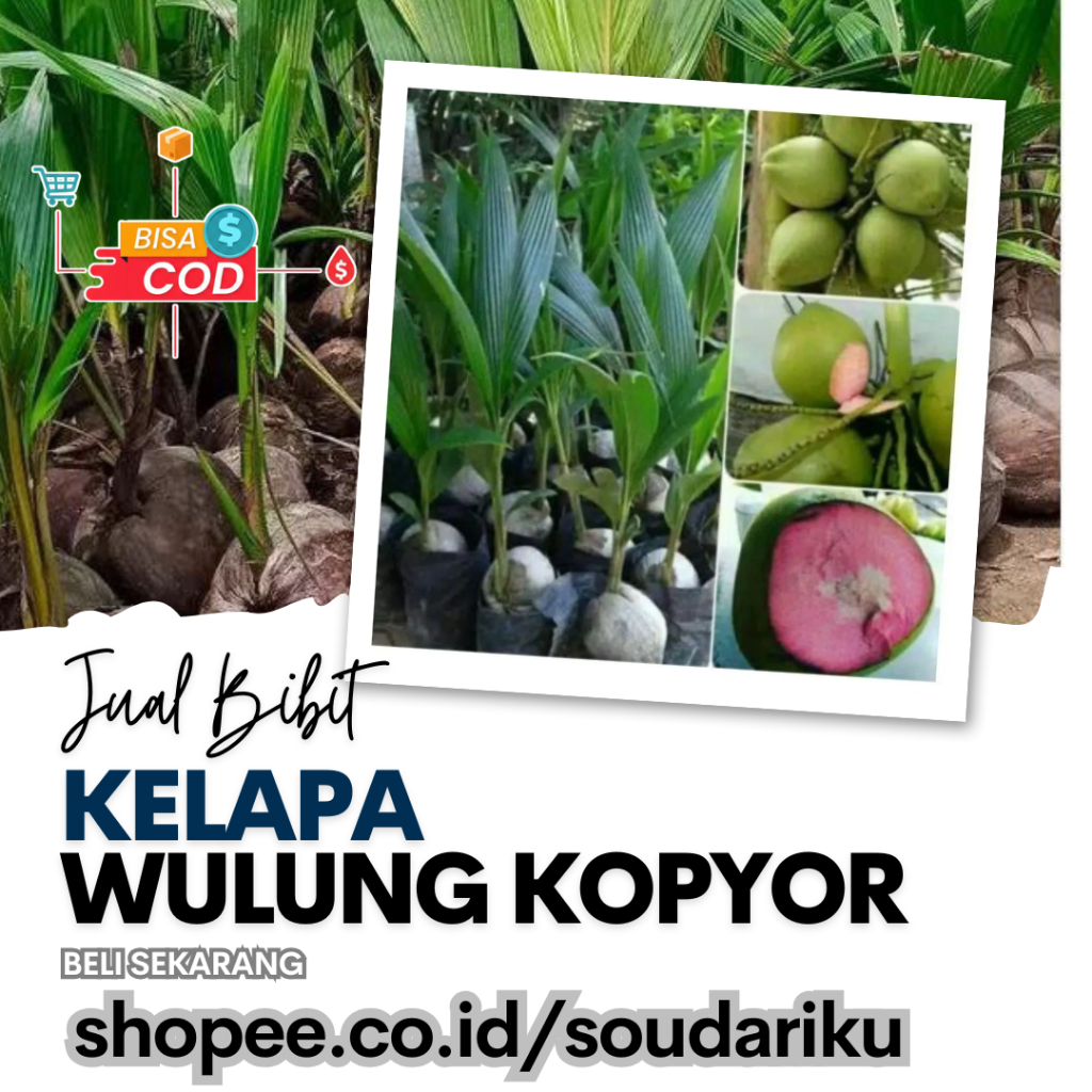 Bibit Kelapa Wulung Kopyor Bisa COD Pink Super Cepat Pendek Asli Unggul Pohon Hijau Berbuah Genjah
