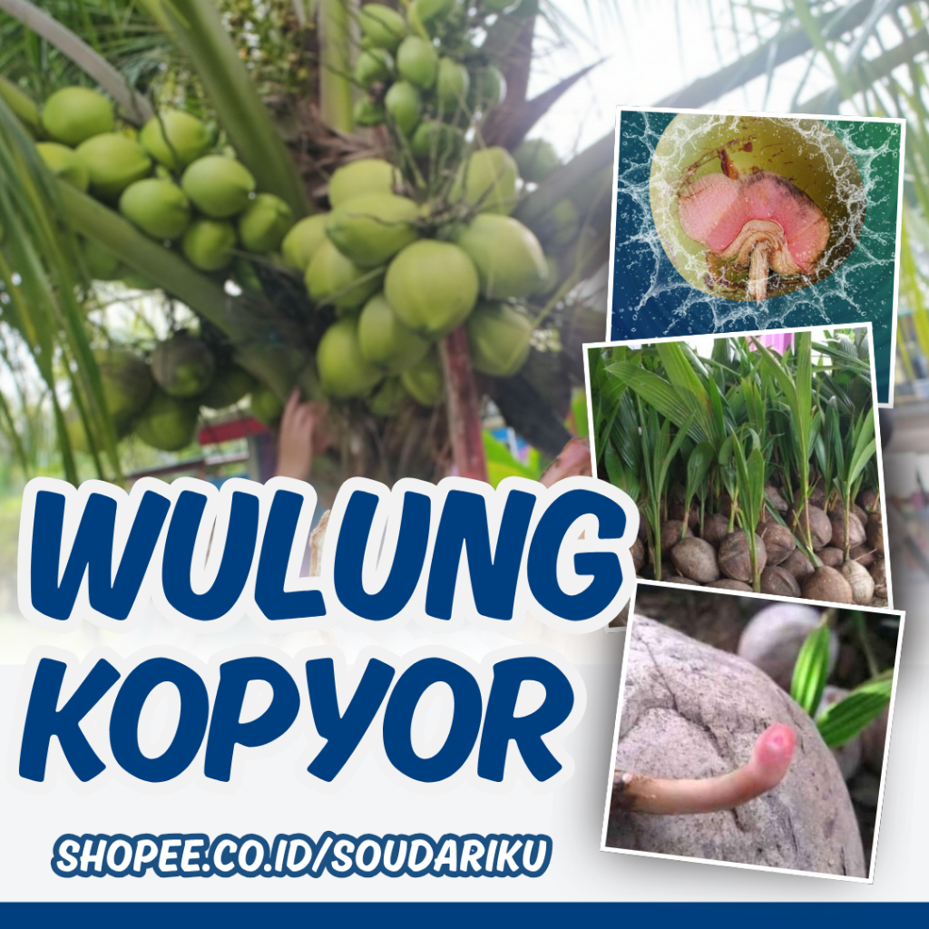 Bibit Kelapa Bisa COD Pendek Cepat Pohon Asli Berbuah Hijau Genjah Pink Super Wulung Kopyor Unggul