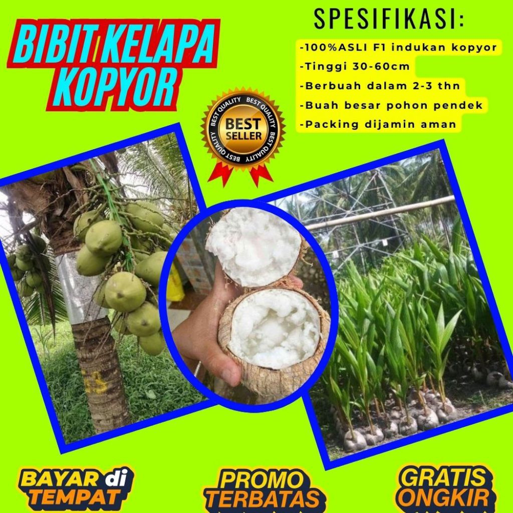 DIJAMIN ASLI !! Pohon Kelapa Kopyor Kultur Jaringan, Pohon Kelapa Kopyor Madu