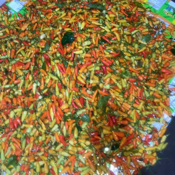 Cabe Rawit lokal / Cabe rawit Lokal