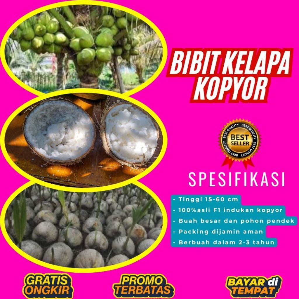 PROMO  Bibit Kelapa Kopyor, Bibit Kelapa Kopyor Asli, Bibit Kelapa Kopyor Bersertifikat