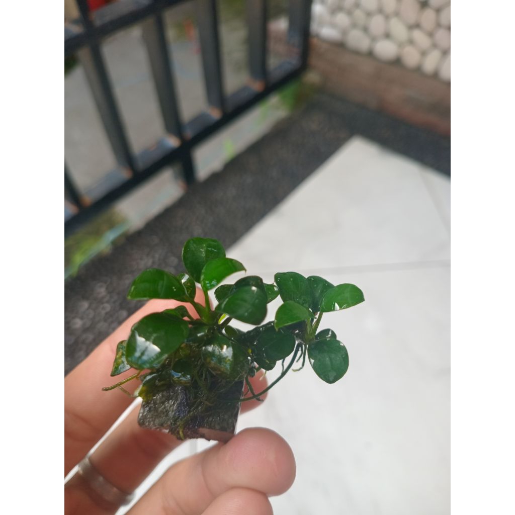 anubias petit tanaman aquascape