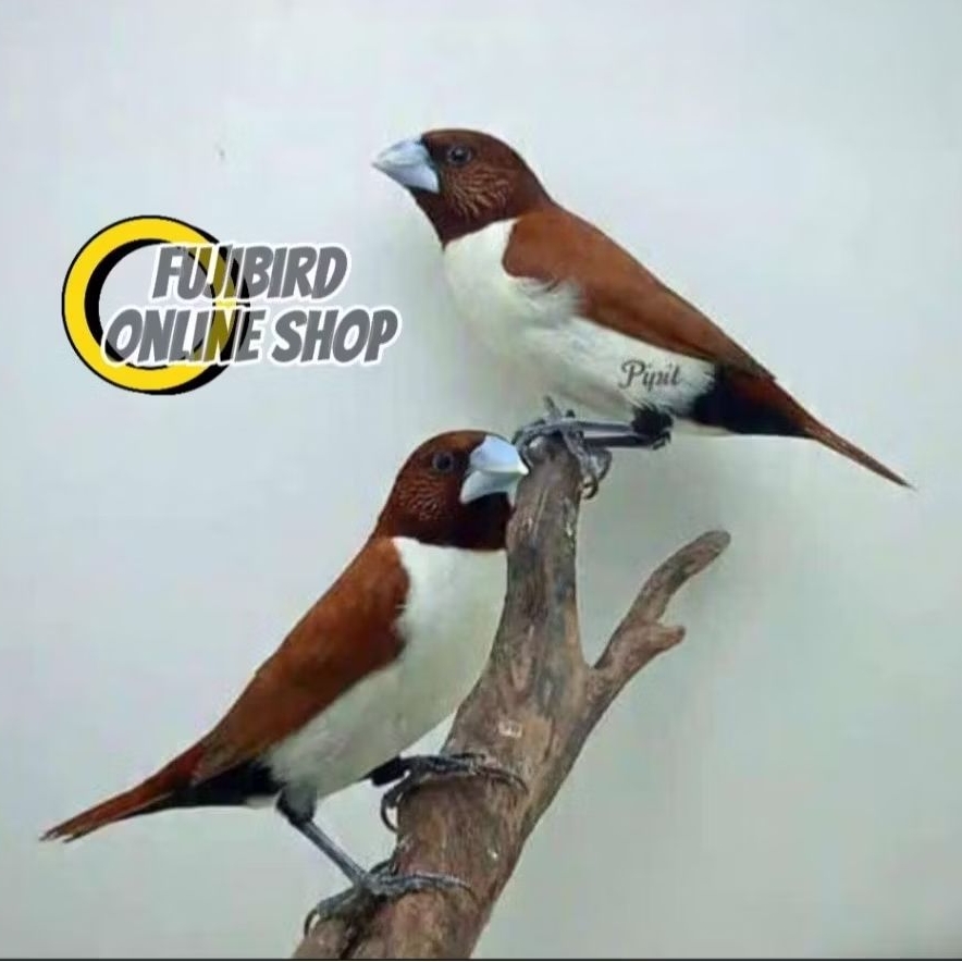 BURUNG BONDOL PANCAWARNA FINCH SEPASANG PILIHAN AVIARY