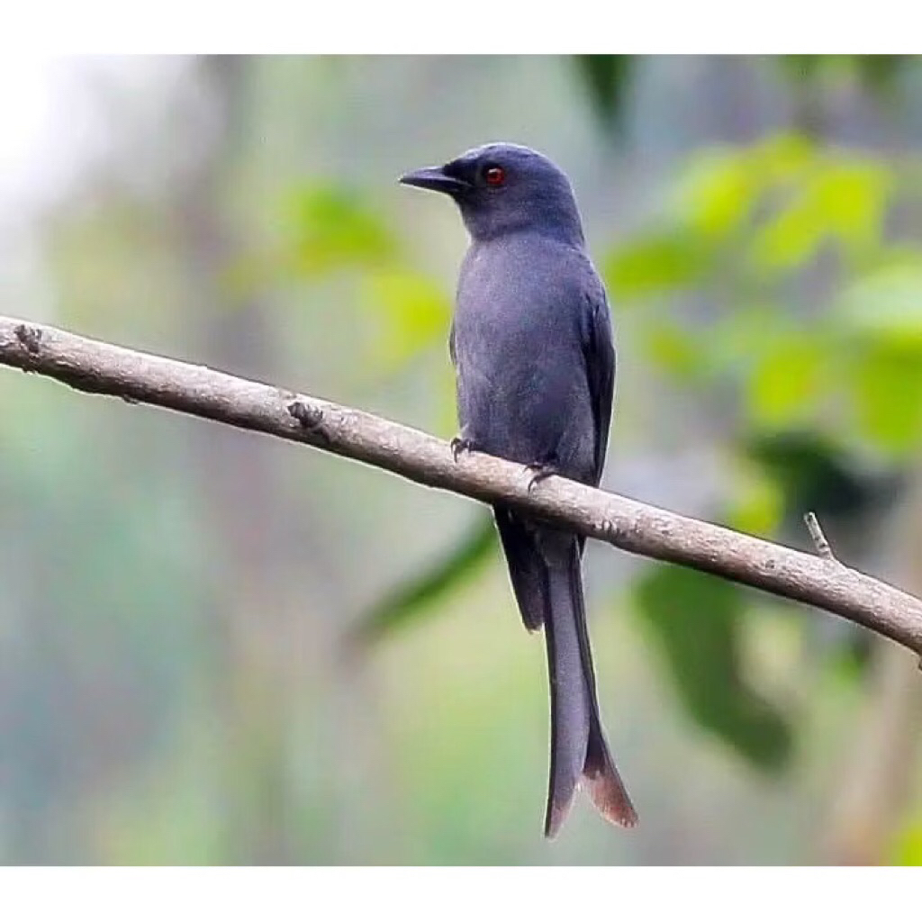 SRIGUNTING abu pilihan rawatan