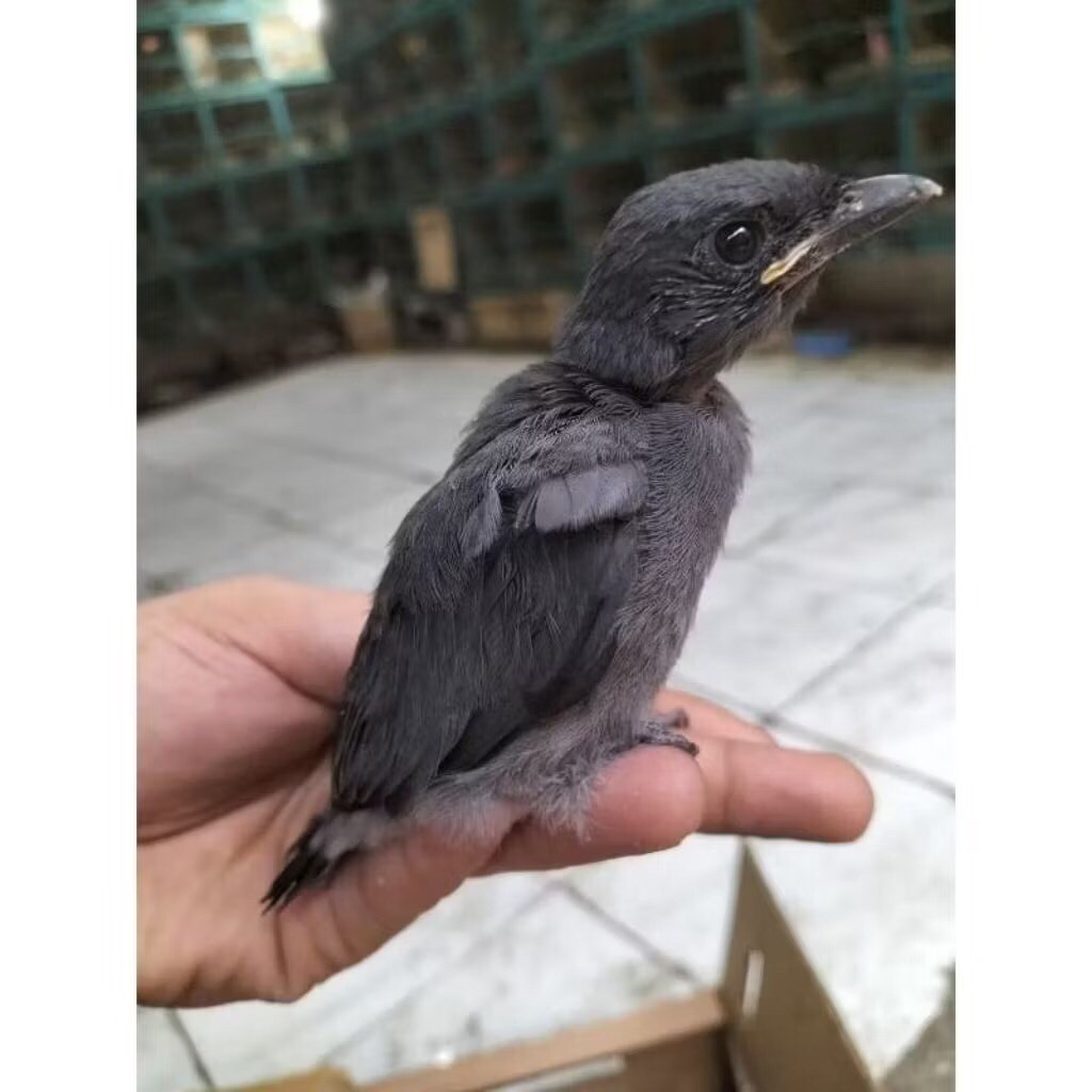 SRIGUNTING abu anak pilihan rawatan