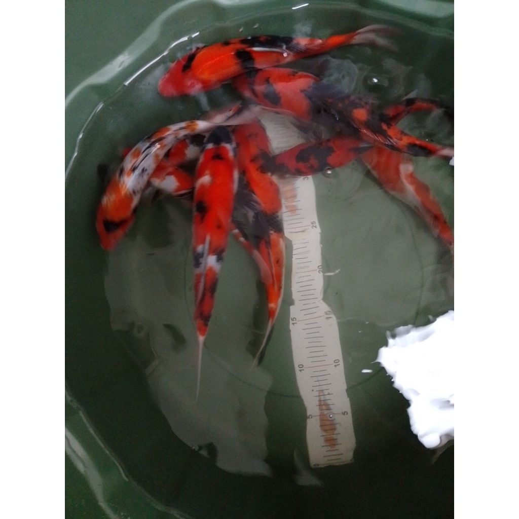 Ikan koi jenis SHOWA 27-30cm asal Blitar grade A
