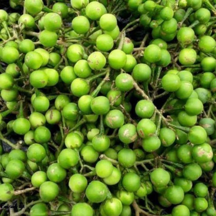 Rimbang Takokak 1kg Buah Tekokak Bagus Untuk Mata Rasa Enak