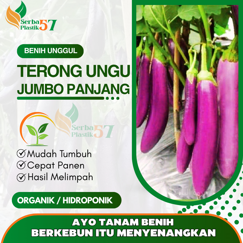 BENIH TERONG UNGU PANJANG / BIBIT UNGGUL TERONG UNGU SUPER JUMBO PANJANG SIAP TANAM