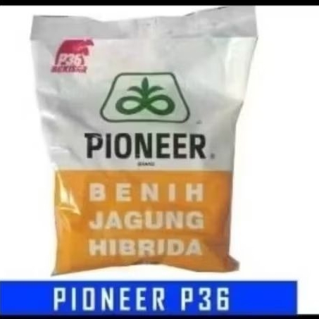 BENIH JAGUNG HIBRIDA PIONEER P36 KEMASAN 1KG