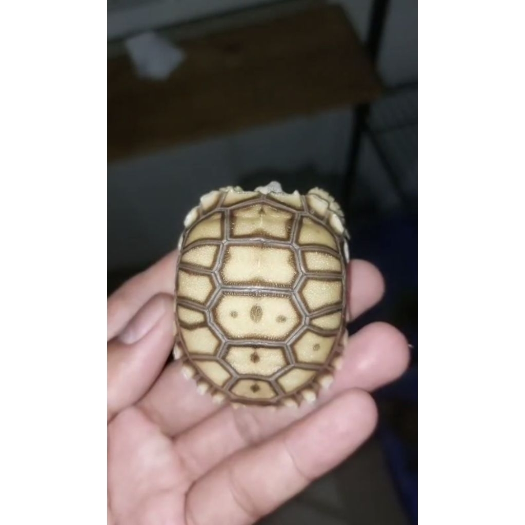 Mainan Sulcata Scute UNIK BAGUS 6,5cm+