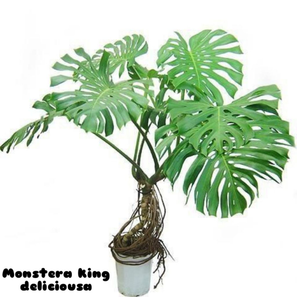 Tanaman hias monstera king deliciousa | Tanaman monstera daun besar
