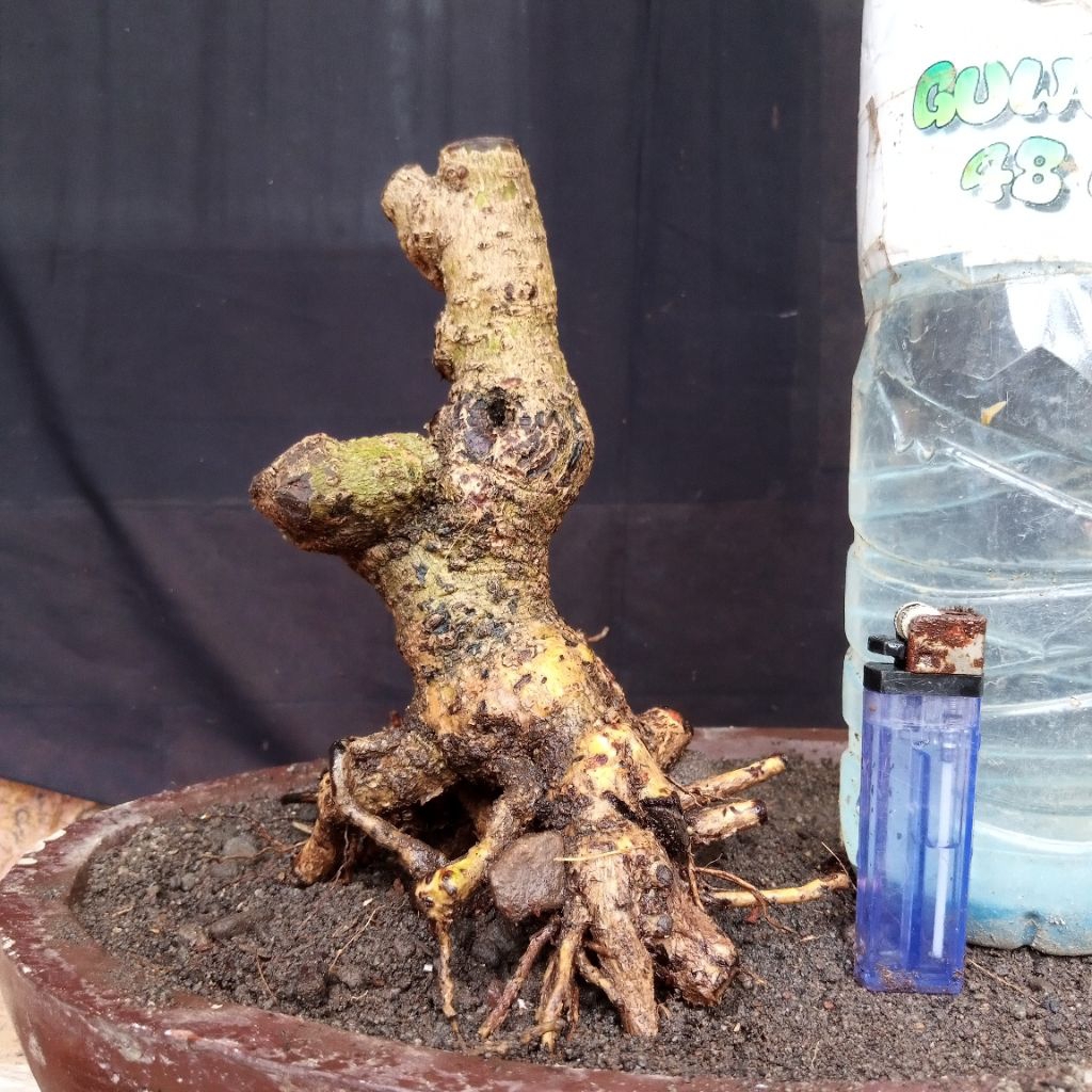 Bahan Bonsai Hokianti Import Bunga Formal Bogel Meliuk Akar Bagus Small Size Real Pict
