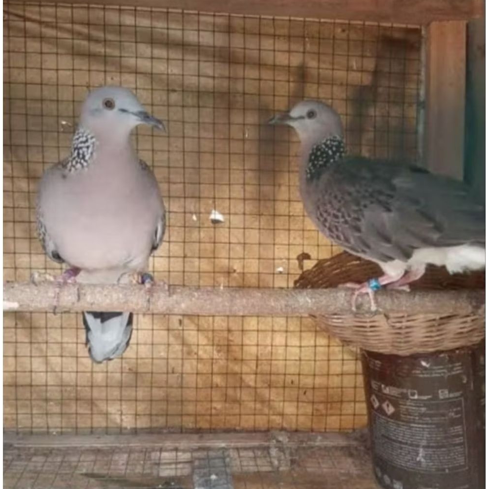 BURUNG DEKUKUR/TEKUKUR SEPASANG DEWASA