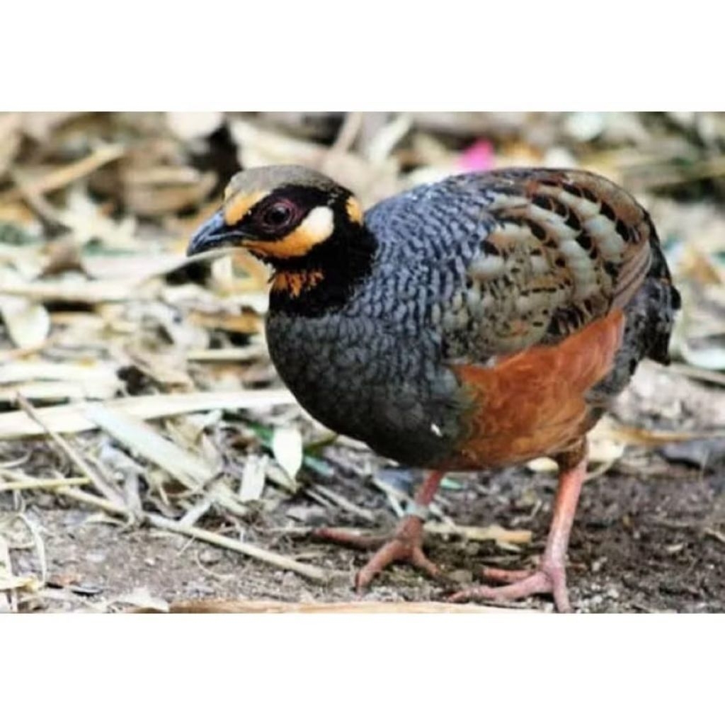 Burung Puyuh Gonggong Sehat cocok buat aviary
