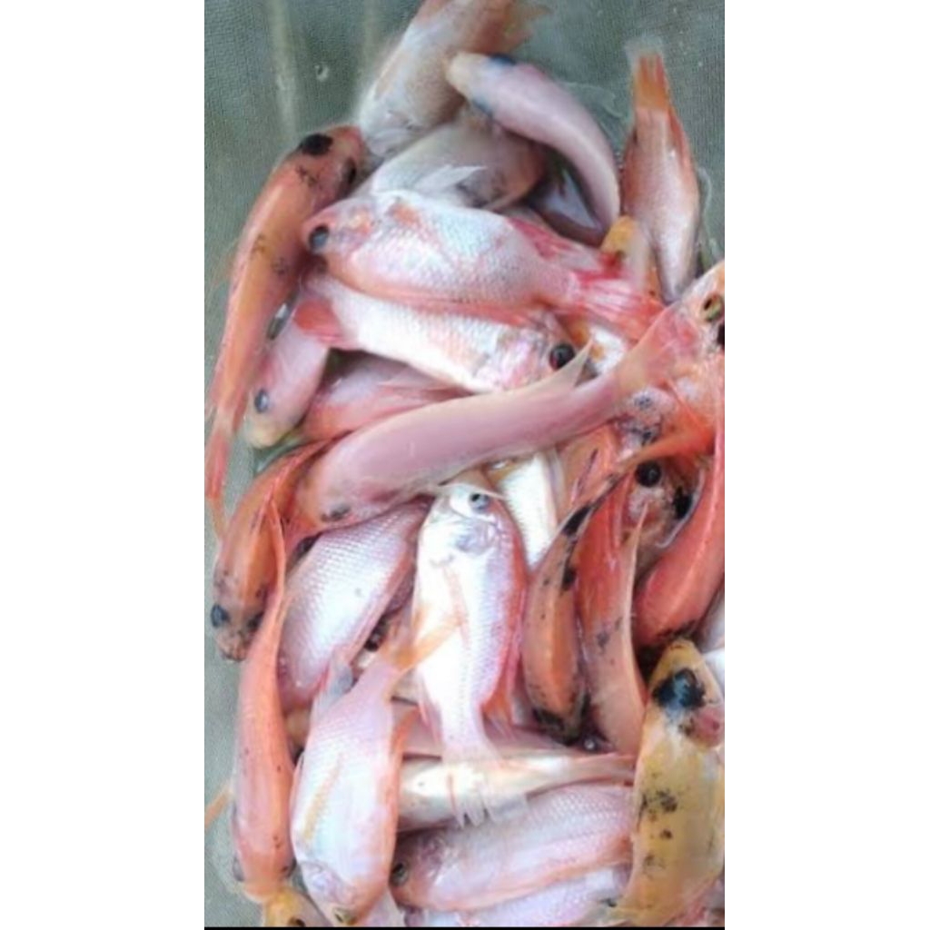 ikan nila merah bangkok