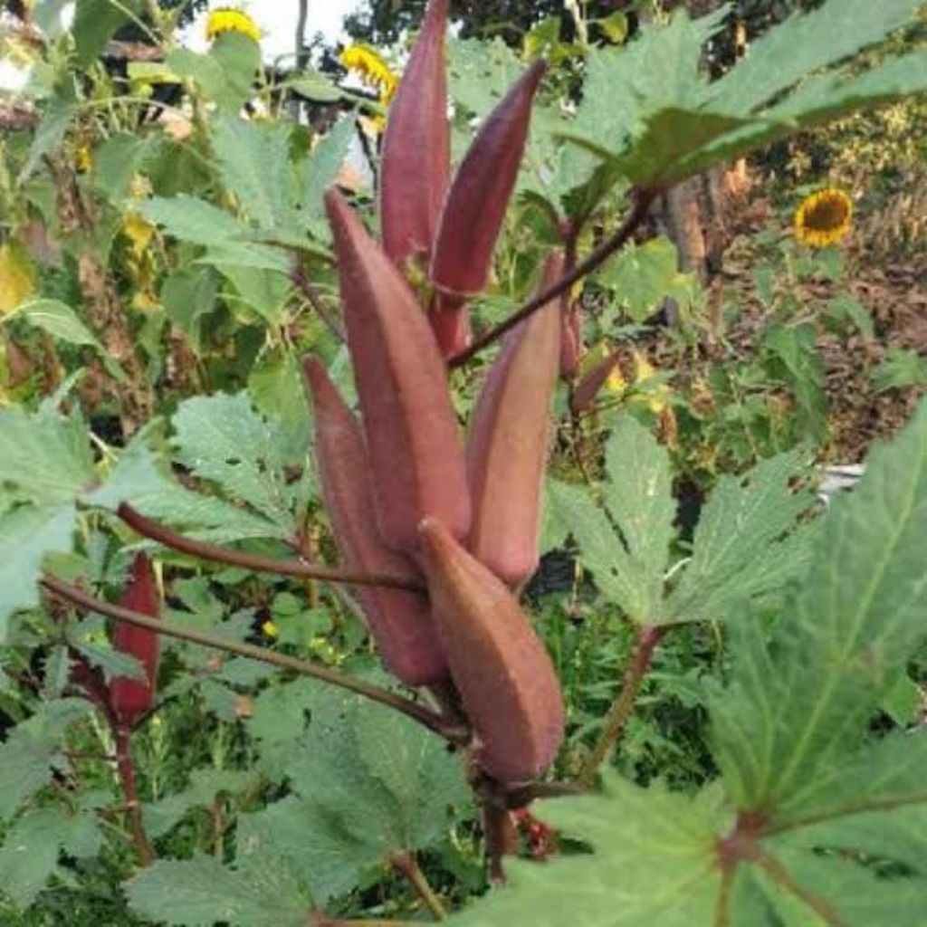 Benih biji Okra merah 10 biji