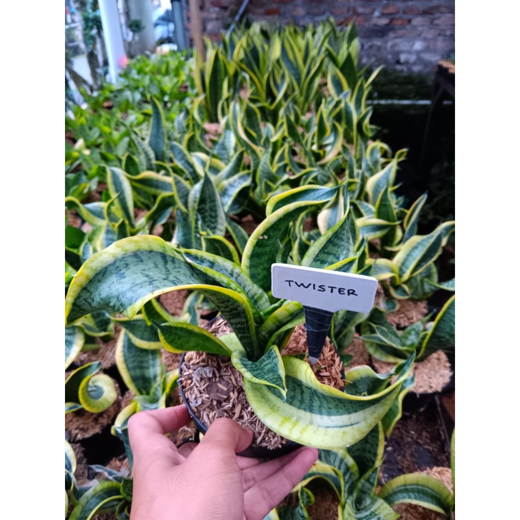 Sansevieria Twister | Tanaman Hias Sansivera Twister