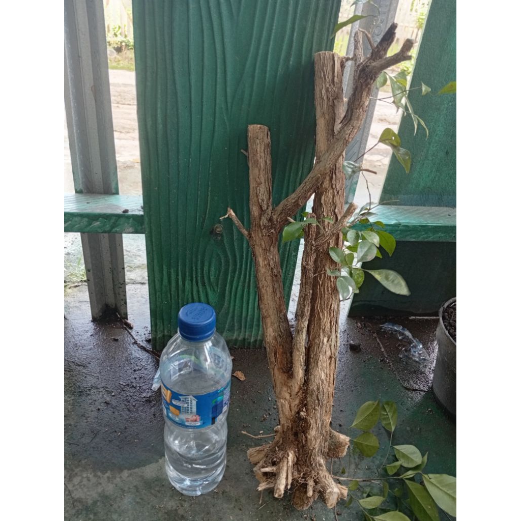 kemuning dongkelan akar batang kemuning lokal bahan bonsai