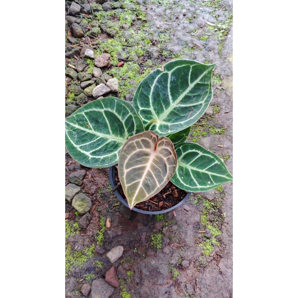 anthurium dorayaki x red tiger