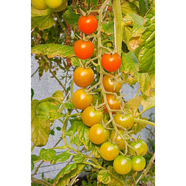 BIBIT TOMAT RAMPAI UNGGUL MURAH