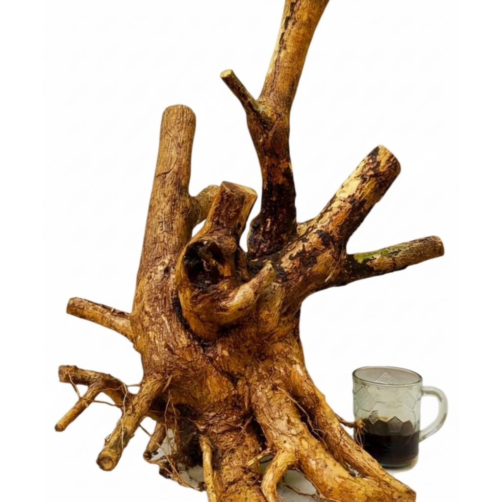 Bahan bonsai wahong gunung berkarakter (dongkelan)