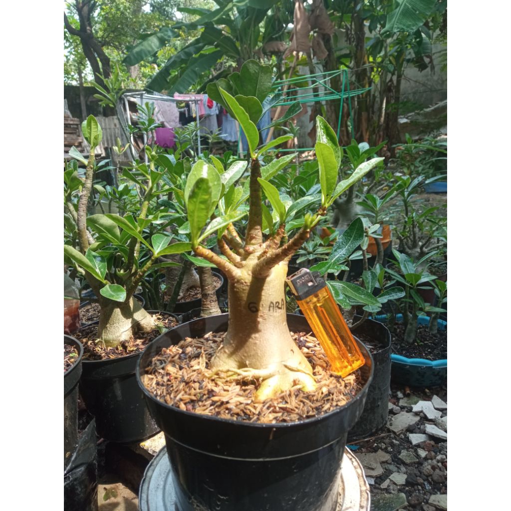adenium godji x ara
