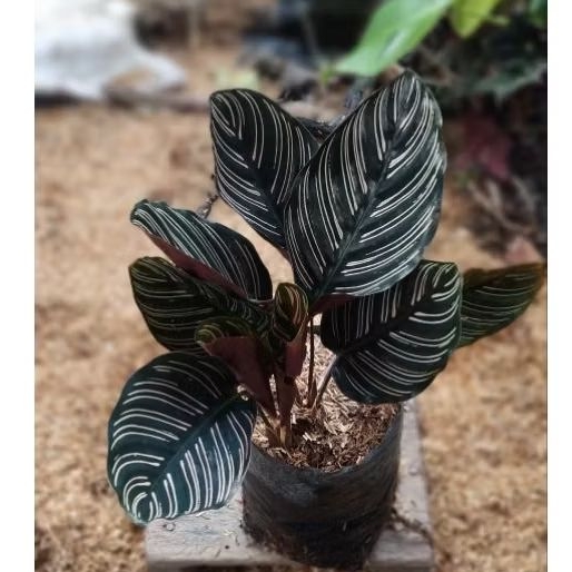 Bunga Calathea Ornata/Calathea Batik Besar Dan Rimbun