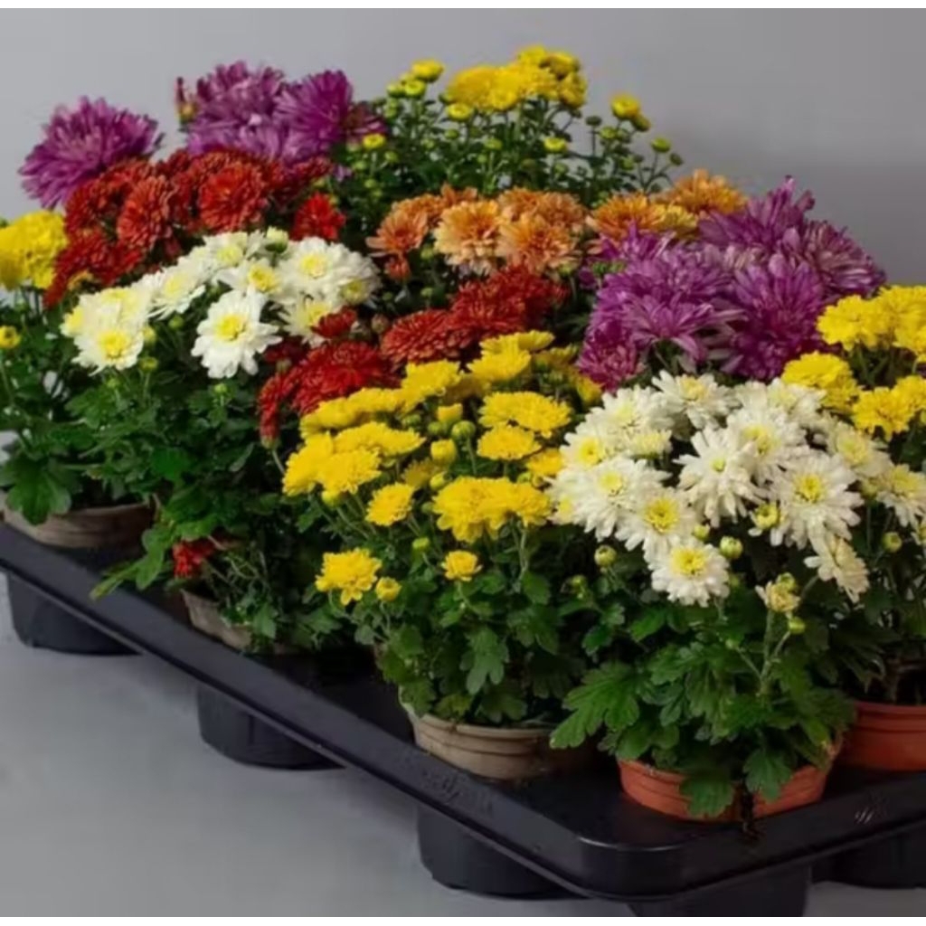 Bunga hias krisan aster hidup dalam pot satuan sudah berbunga bisa pilih warna || tanaman hias kuali