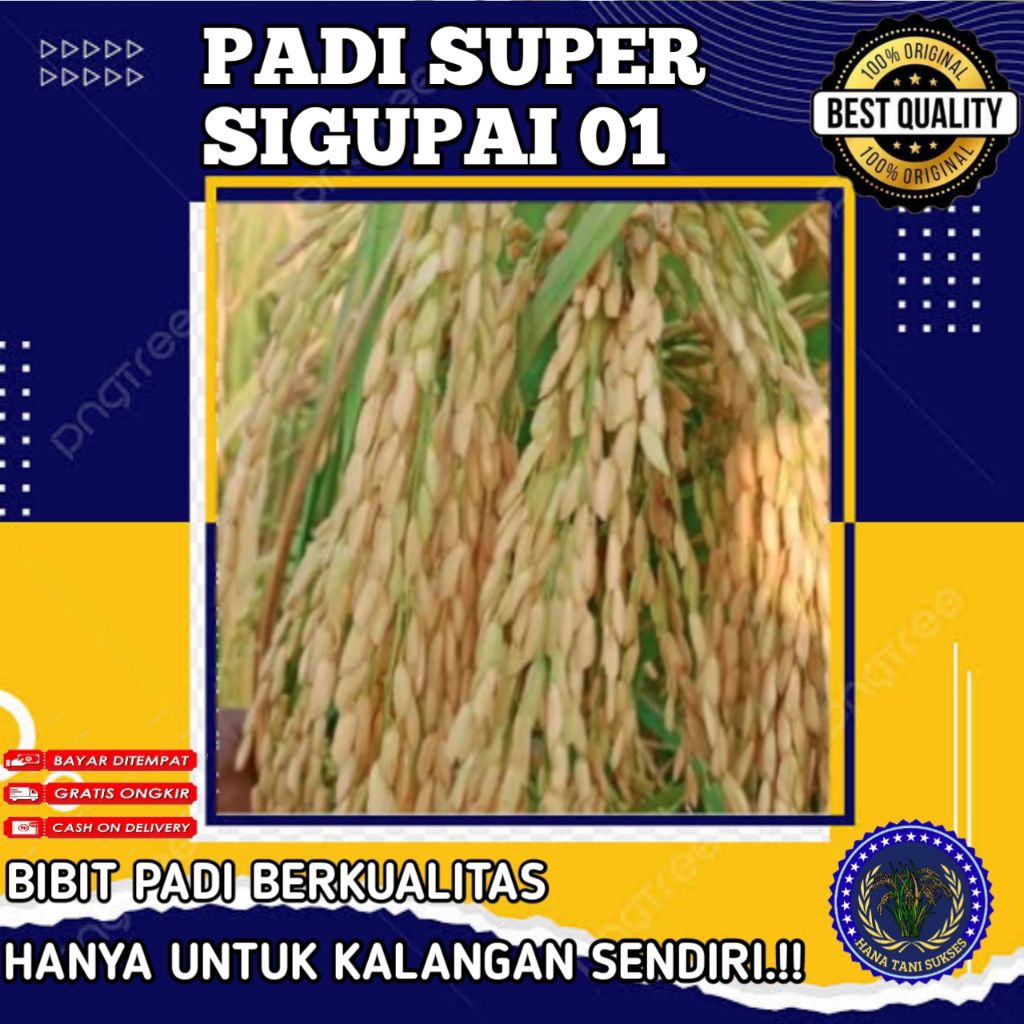 (1KG) BENIH PADI SUPER SIGUPAI 01