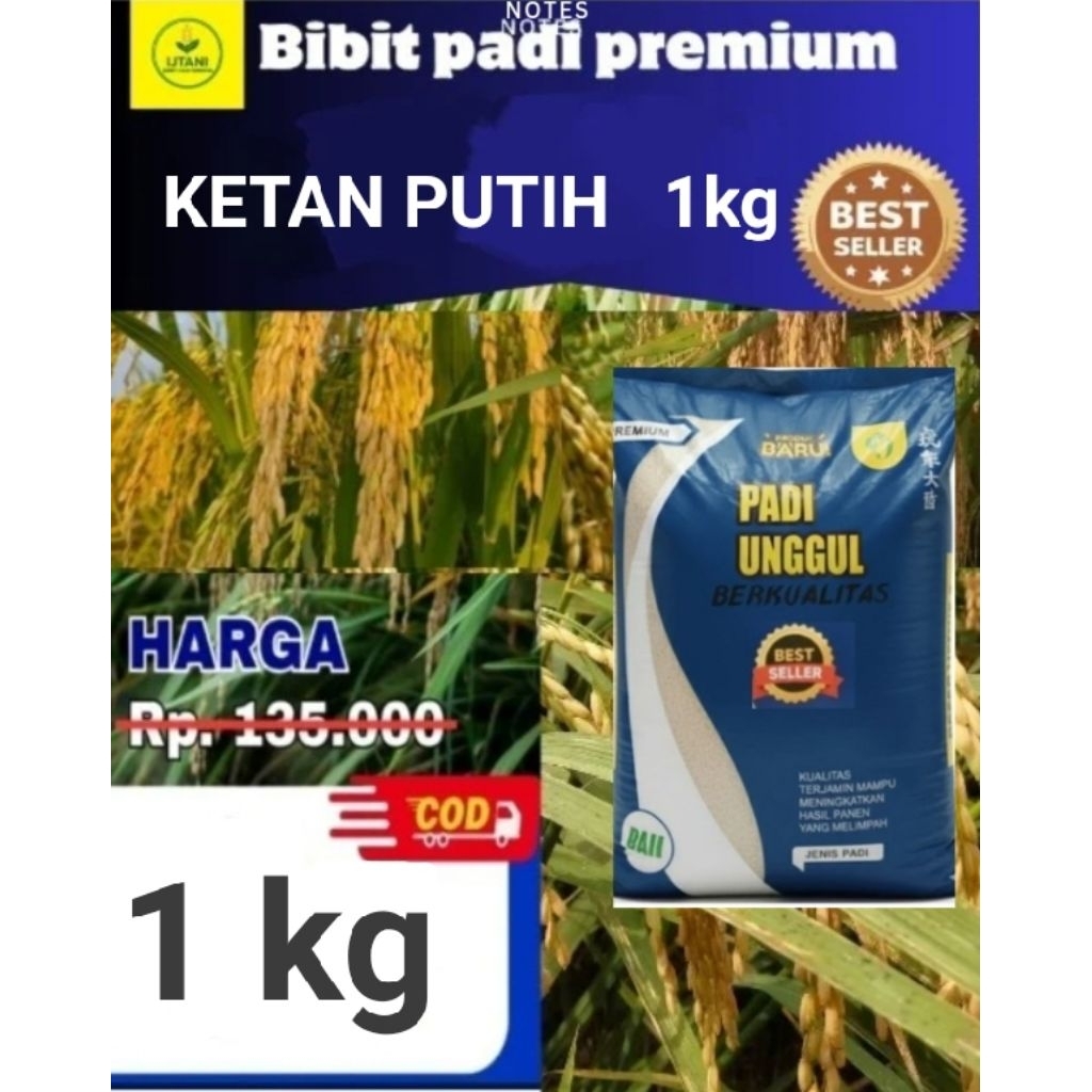 benih padi unggul   KETAN PUTIH  original  kemasan 1kg  kualitas premium