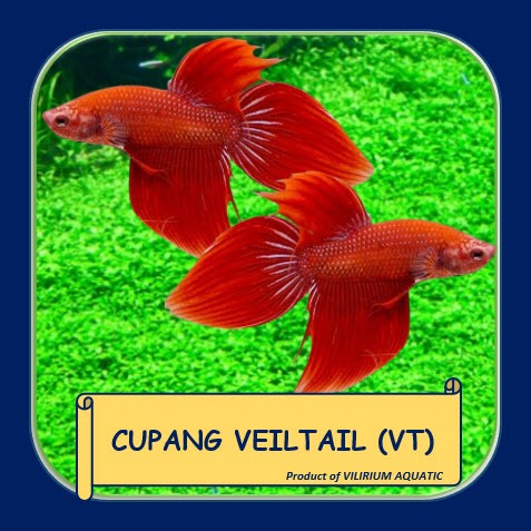 IKAN HIAS AIR TAWAR - IKAN CUPANG VEILTAIL (VT)