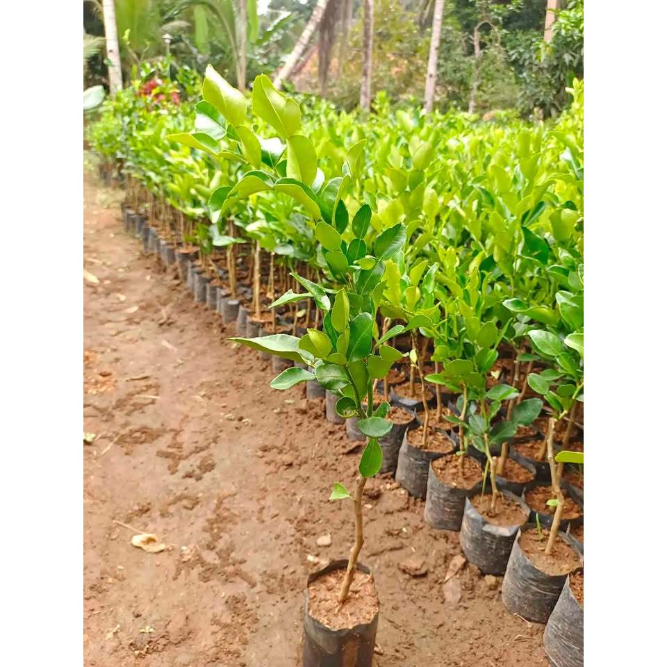 Bibit Jeruk Purut Okulasi Tinggi 50 cm