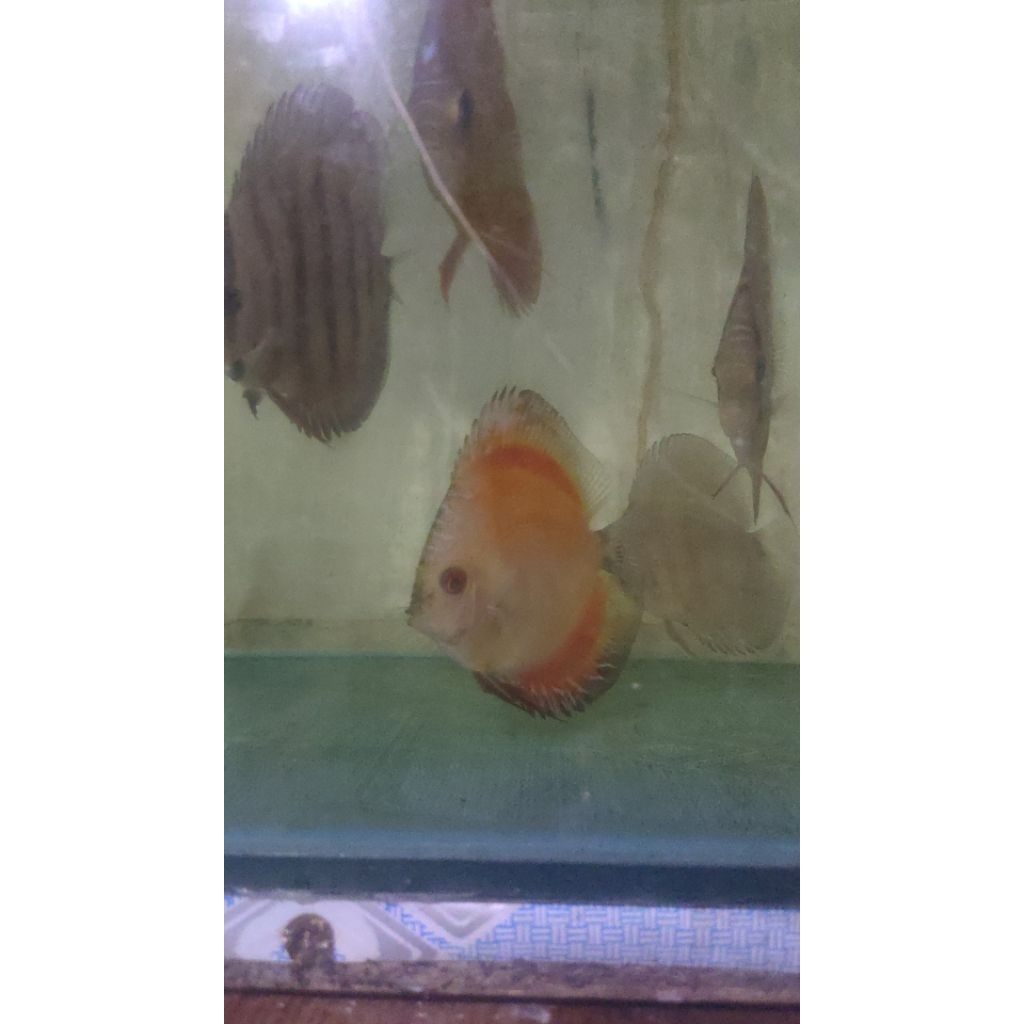 Discus Golden Malboro 3"