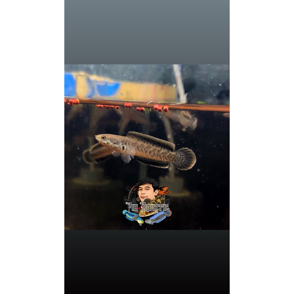 Extract Ketapang ( Limbata Granite X Butterfly )