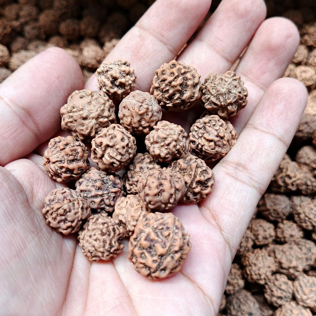 Biji genitri - Jenitri ecer - buah Jenitri - biji tasbih