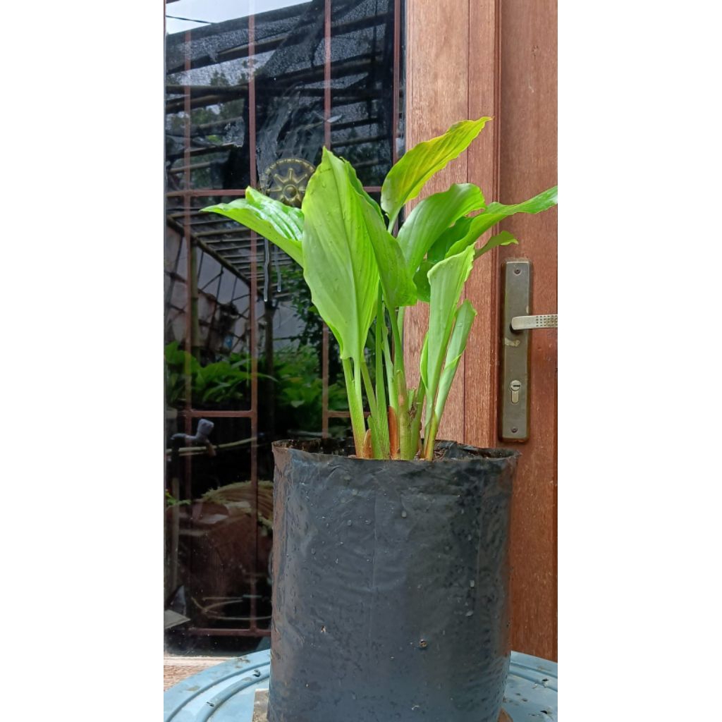 rempang kunyit hitam