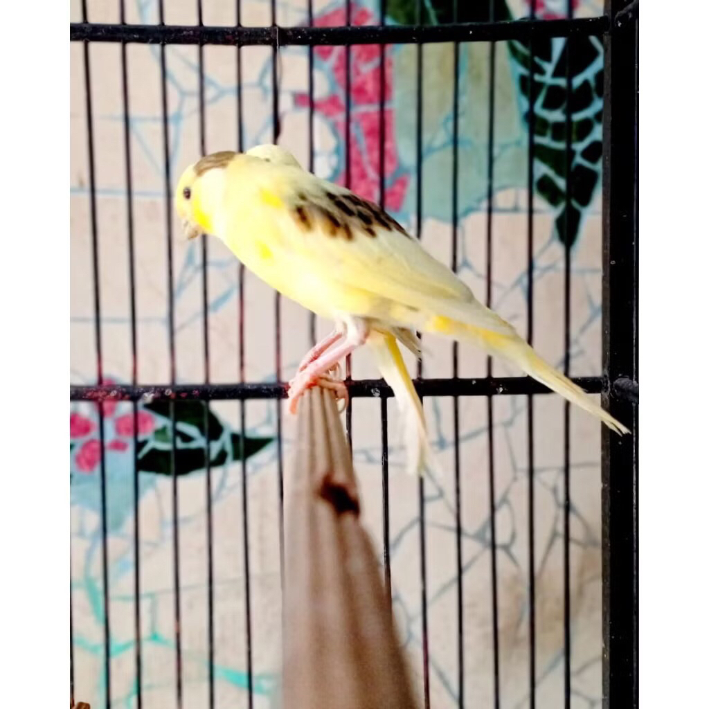 Kenari afs cerah pilihan jantan